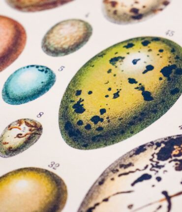 vintage poster follygraph